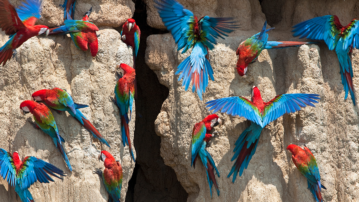 Parrots in the wild on a vertical rock wall